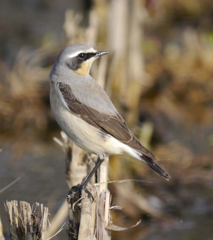 Wheatear, Goose House Ground 1 May 2012 MJMcGill