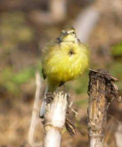 Female Yellow Wagtail, MJMcGill