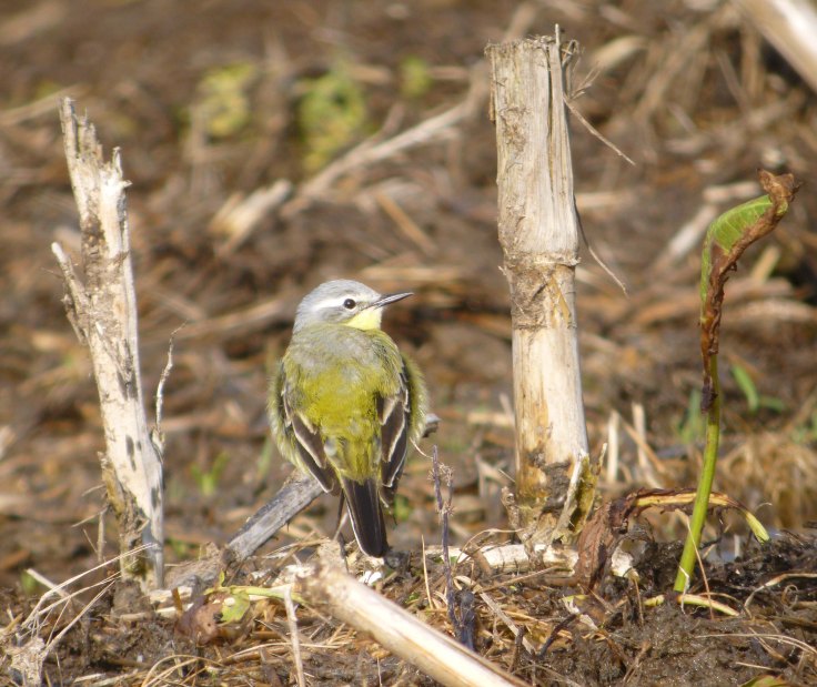Blue-headed Wagtail, Goose House Ground 1 May 12 MJMcGill