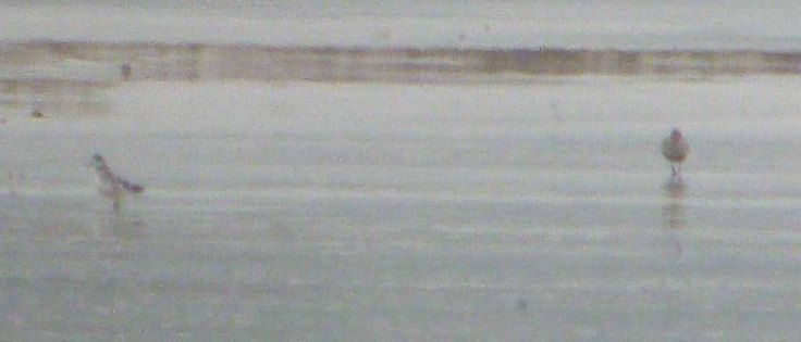 Red-necked Phalarope, Saul Warth 3 May 2012 MJMcGill