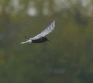 Black Tern, Tack Piece 001, 1 May 12 MJMcGill