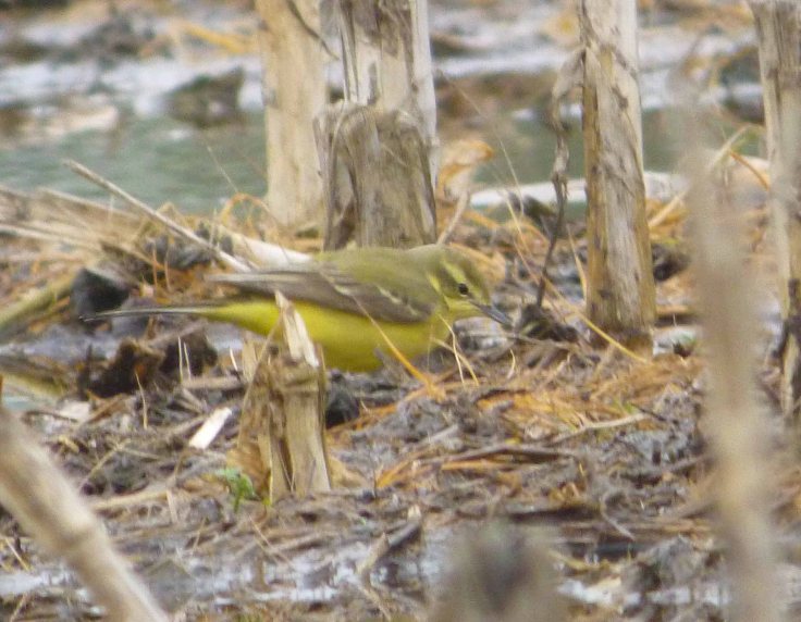 Yellow Wagtail female, typical flavissima, same place and time as BHWagtail, MJMcGill
