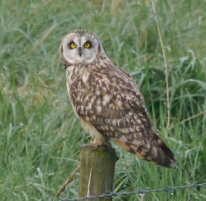 Short-eared Owl, Middle Point, 1 May 2012 MJMcGill