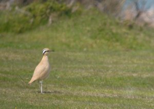 Cream Coloured Courser, Bradnot Hill, Hereford, MJMcGill