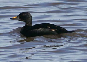Common Scoter, Middle Point, 12 July 2102 MJMcGill