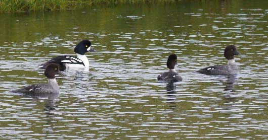 Barrow's Goldeneyes, Myvatn, Iceland 15 June 2012 MJMcGill