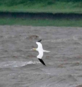 Gannet Severn MJMcGill 8 June 2012