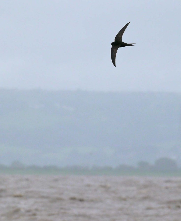 Swift over Severn 2, MJMcGill 8 June 2012