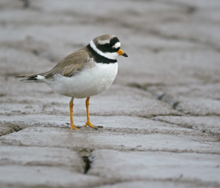 Ringed Plover, Severn Estuary 2012, MJMcGill