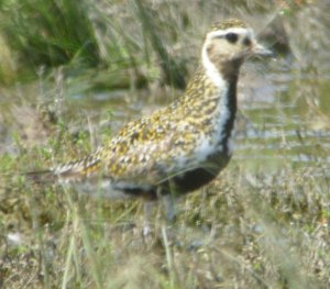Golden Plover 25 Jul 2012 MJMcGill