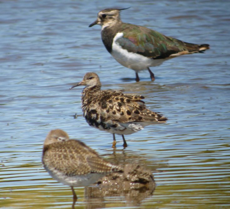 Ruff, 24 July 2012, MJMcGill (7) 001