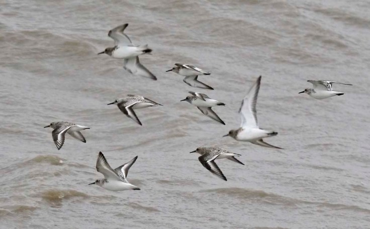 Sanderling in flight over Severn, MJMcGill 8 June 2012