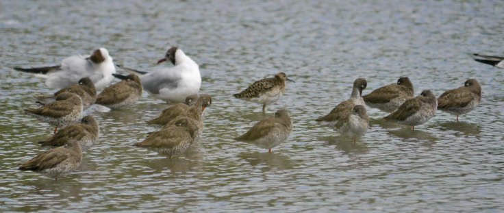 Ruff with Redshank MJMcGill