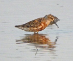Curlew Sandpiper, Top New Piece, MJMcGill