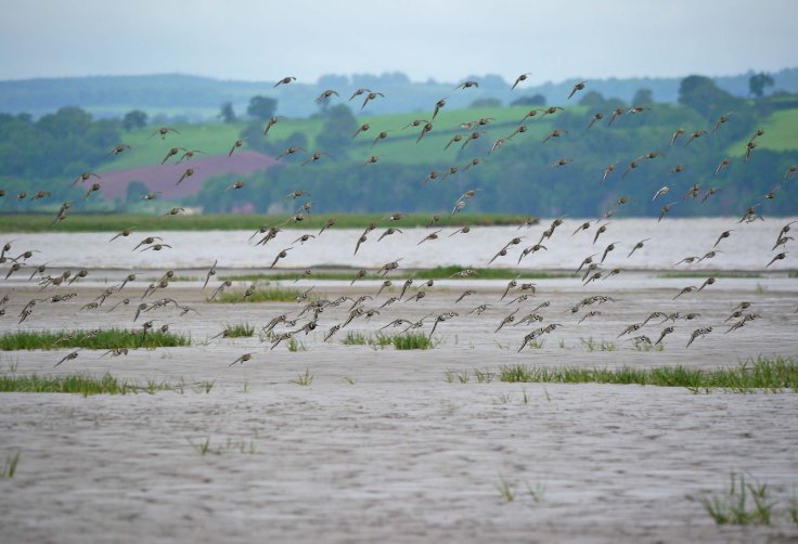 Waders on the Severn, MJMcGill 4 June 2012