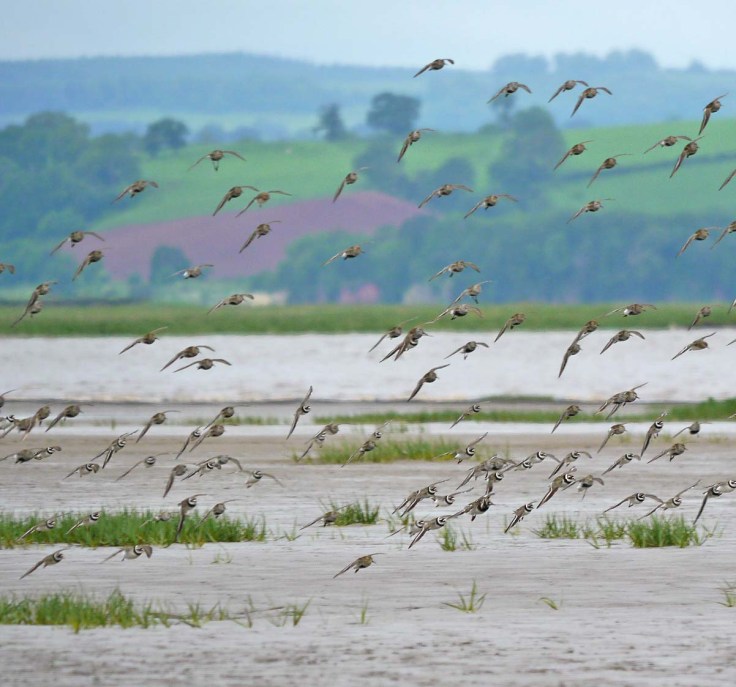 Severn waders, MJMcGill 4 June 2012