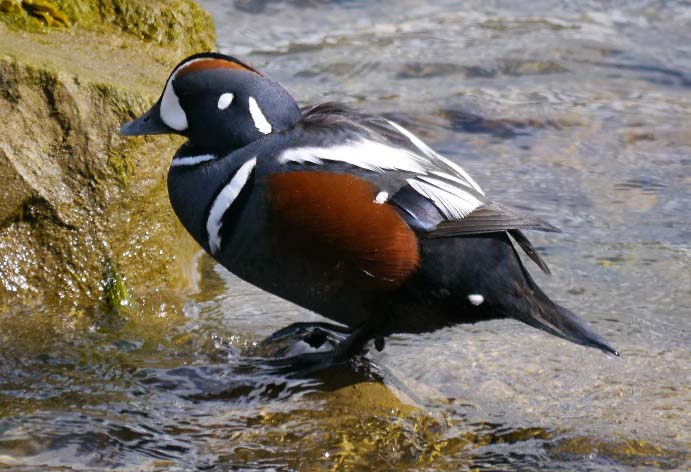 Harlequin, Akureyri, Iceland MJMcGill 16 June 2012