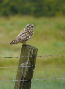 Short-eared Owl, Middle Point, Slimbridge MJMcGill