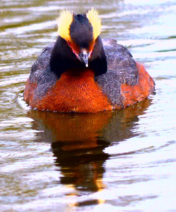 Slavonian Grebe, Lake Myvatn, Iceland MJMcGill