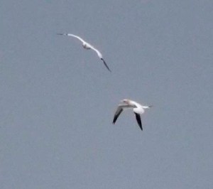 Gannets over Severn, MJMcGill