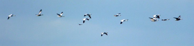 Lesser Snow Geese, WWT Slimbridge 30 Aug 2012 MJMcGill