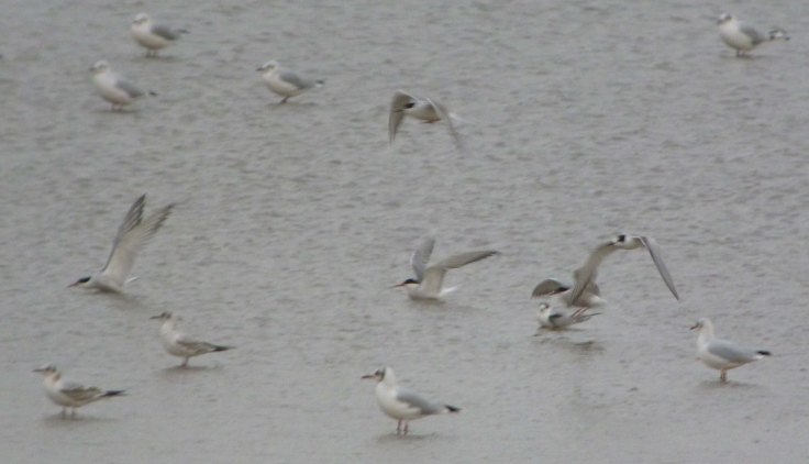 Tern flock, Severn Estuary 27 Aug 2012 MJMcGill
