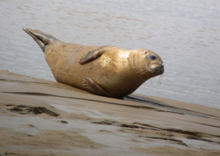 Harbour Seal, Severn Estuary, 16 August 2012 MJMcGill (7) copy