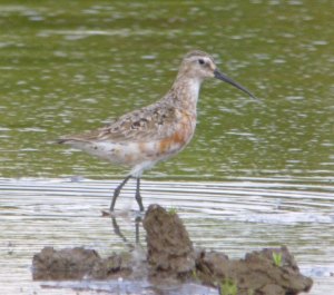 Curlew Sandpiper, adult moulting 14 August 2012 MJMcGill