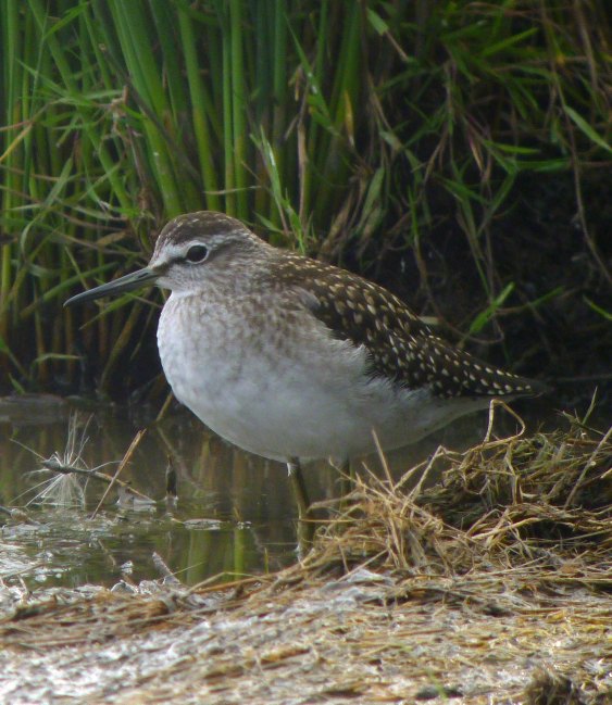 Wood Sandpiper, 13 August 2012 MJMcGill