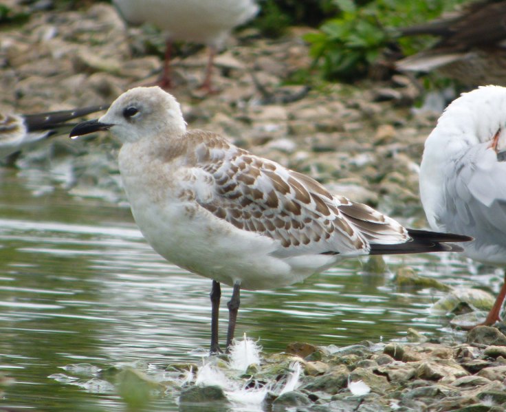 Mediterranean Gull juvenile to first winter MJMcGill South Lake (6) copy