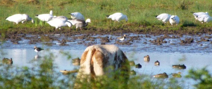 Lesser Snow Geese, WWT Slimbridge 30 Aug 12 001 MJMcGill