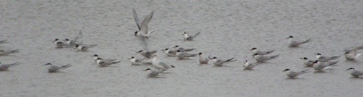 Tern flock, Severn 27 Aug 2012 MJMcGill