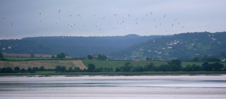 Tern flock, Severn estuary 27 Aug 2012 MJMcGill 001