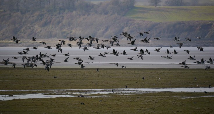 Mixed goose flock over the Dumbles, Slimbridge, 17 Feb 2013, MJMcGill
