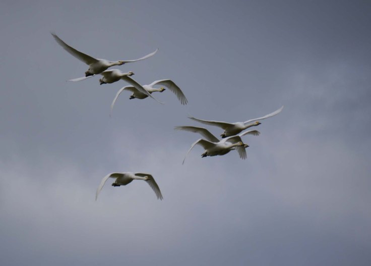 Bewick's Swans-The Dumbles, MJMcGill