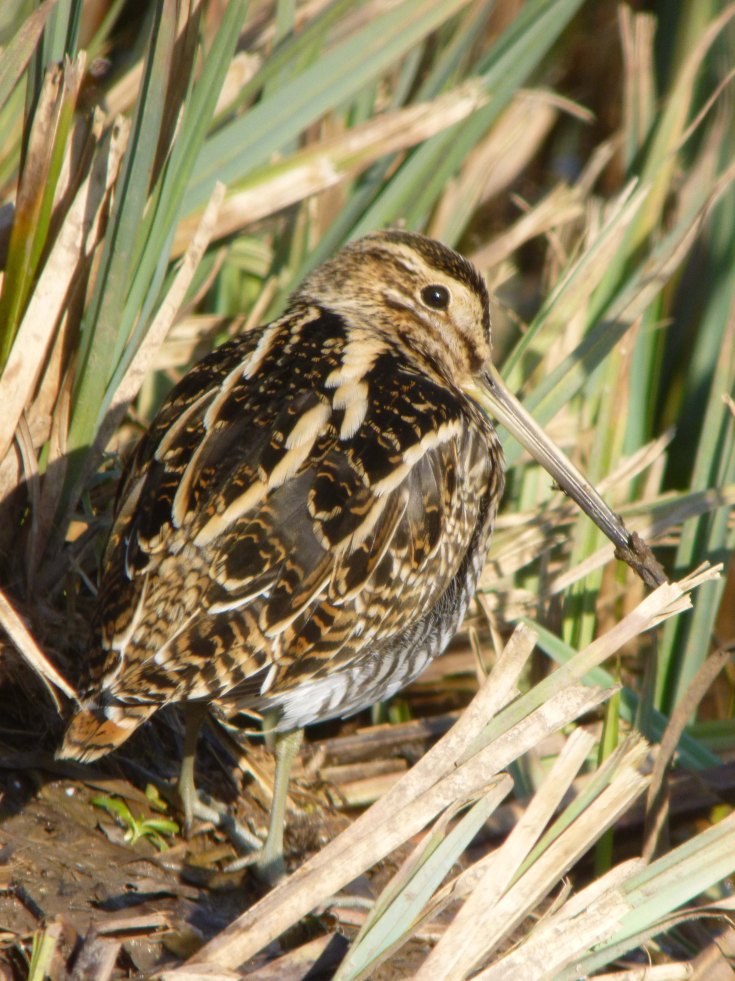 Snipe, Martin Smith Hide, 18 Feb 2013, MJMcGill
