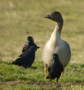 Tundra Bean Goose adult, 18 Feb 2013, The Dumbles, MJMcGill