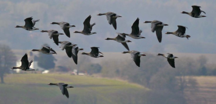 E White-fronted Geese with juv Tundra Bean Goose, The Dumbles, 17 Feb 13 MJMcGill