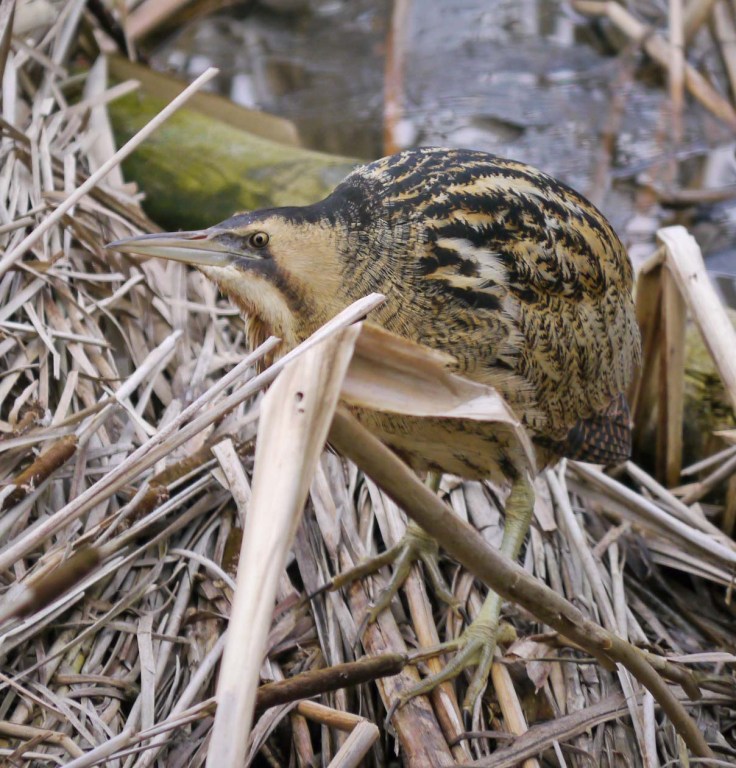 Bittern, Top New Piece, MJMcGill