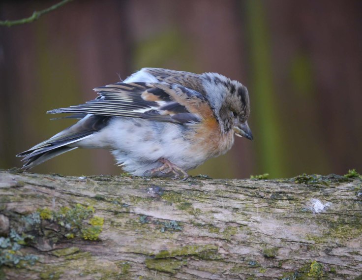 Brambling, female, Whitminster, MJMcGill