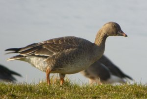 Tundra Bean Goose, juvenile, The Dumbles, 18 Feb 2013 MJMcGill