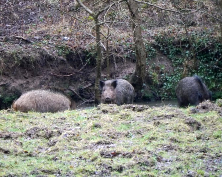 Wild Boar, FoD