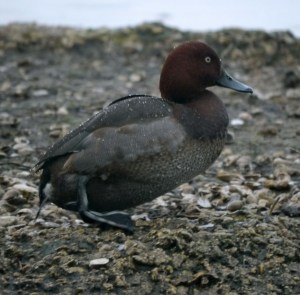 Pochard x Ferruginous Duck, 16 Dec 2012, WWT Slimbridge, MJMcGill
