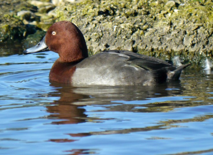 Ferruginous x Pochard male, Rushy, 9 Nov 13
