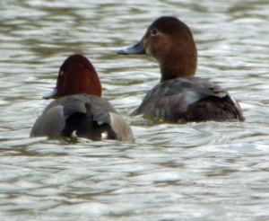 Pochard x Ferruginous Duck hybrid male, MJMcGill