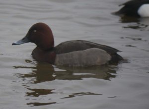 Hybrid aythya, Rushy, 21 March 2013, MJMcGill, 003