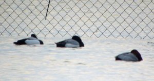Greater Scaup, Abbotsbury