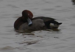 Hybrid aythya, Tack Piece, 21 March 2013, MJMcGill 001