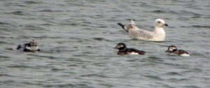 Long-tailed Ducks, Abbotsbury Swannery, 27 Mar 13 MJMcGill
