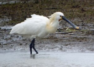 Spoonbill, WWT Slimbridge, MJMcGill